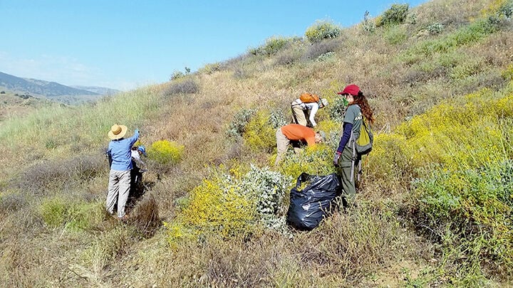 Pulling weeds in the San Timoteo Nature Sanctuary
